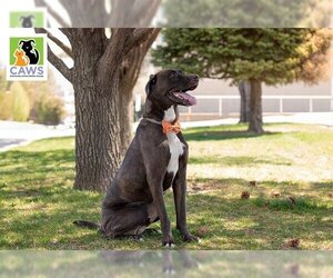 Great Dane-Staffordshire Bull Terrier Mix Dogs for adoption in Salt Lake City, UT, USA