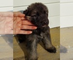 Small #8 German Shepherd Dog