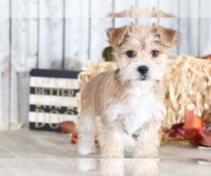 Poochon-Yorkshire Terrier Mix Puppy for sale in MOUNT VERNON, OH, USA