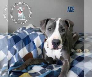 Ace - Male Staffordshire Bull Terrier-Unknown Mix Dog for Adoption - Photo #4