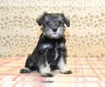 Small #2 Schnauzer (Miniature)