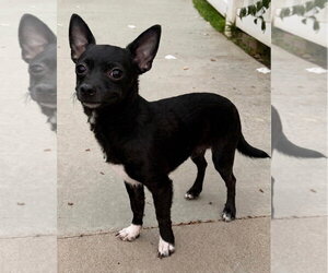 Chihuahua-Unknown Mix Dogs for adoption in Newport Beach, CA, USA