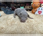 Small #2 Miniature Pinscher