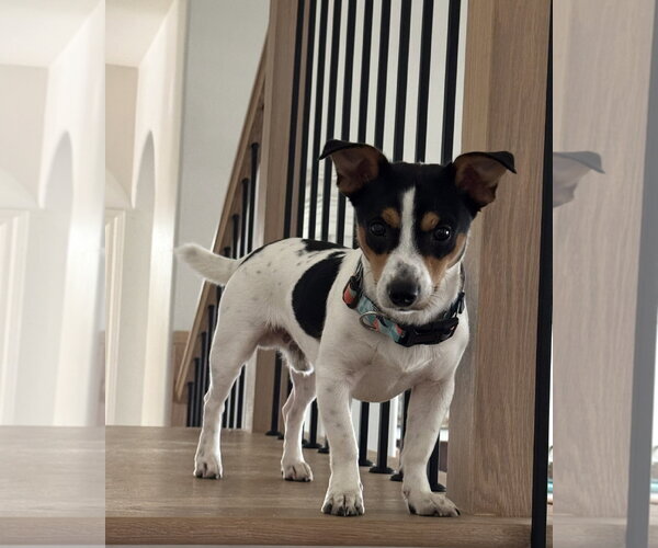 Medium Photo #6 Jack Russell Terrier-Unknown Mix Puppy For Sale in Houston, TX, USA