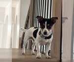 Small #5 Jack Russell Terrier Mix