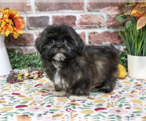 Shih Tzu Puppy for sale in SYRACUSE, IN, USA