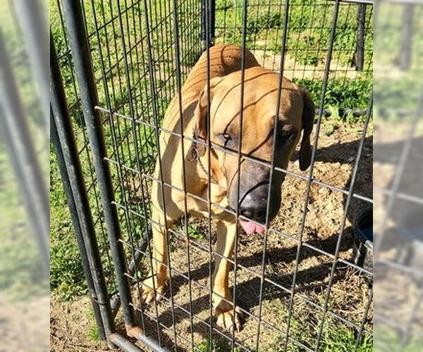 Medium Photo #14 Brazilian Mastiff Puppy For Sale in Jasper, AL, USA