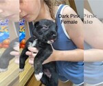Puppy Pink Irish Wolfhound