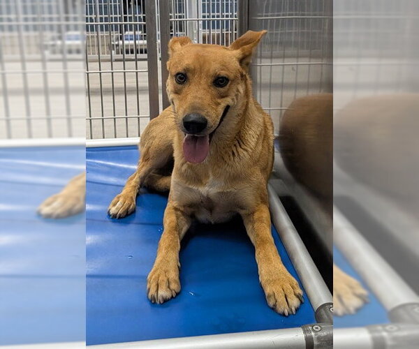Medium Photo #1 German Shepherd Dog-Unknown Mix Puppy For Sale in Camarillo, CA, USA