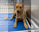 *CHAUNCEY - Male German Shepherd Dog-Unknown Mix Dog for Adoption - Small photo
