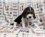 Small #2 Beagle