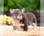Small #1 French Bulldog