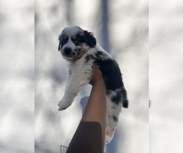Medium Photo #1 Australian Shepherd Puppy For Sale in TYLER, TX, USA