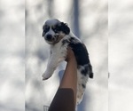 Small Photo #1 Australian Shepherd Puppy For Sale in TYLER, TX, USA