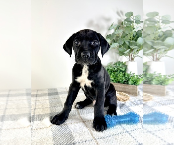 Medium Photo #4 Cane Corso Puppy For Sale in GREENFIELD, IN, USA