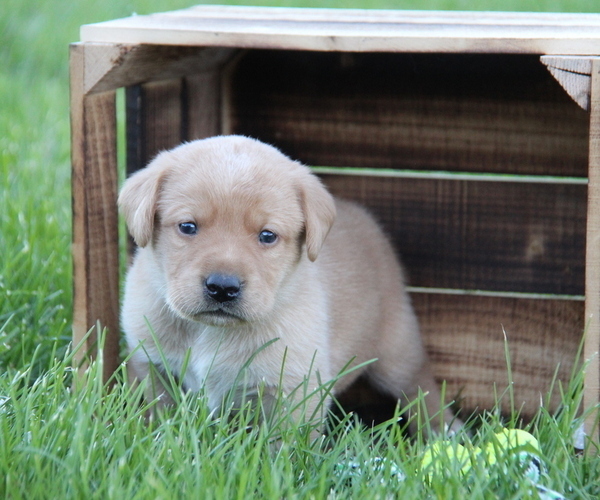 Medium Photo #1 Labrador Retriever Puppy For Sale in HYDE PARK, VT, USA