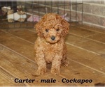 Small #3 Cock-A-Poo