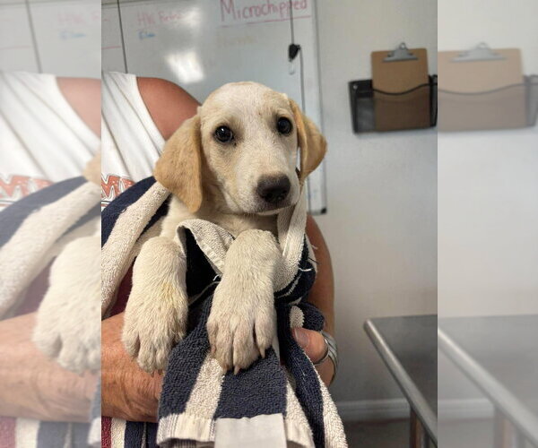 Medium Photo #1 Labrador Retriever-Unknown Mix Puppy For Sale in Bolivar, MO, USA