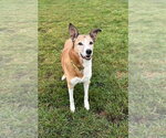 Penny Lane - Female Collie-Labrador Retriever Mix Dog for Adoption - Small photo