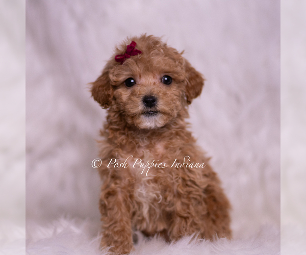 Medium Photo #75 Maltipoo (Miniature) Puppy For Sale in WARSAW, IN, USA