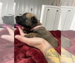 Small Photo #223 Belgian Malinois Puppy For Sale in REESEVILLE, WI, USA
