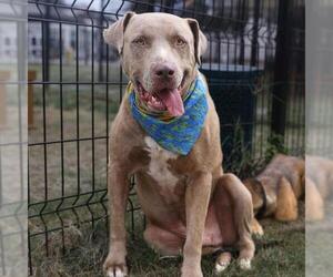 American Staffordshire Terrier-Unknown Mix Dogs for adoption in San Antonio, TX, USA