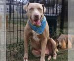 Small American Staffordshire Terrier Mix