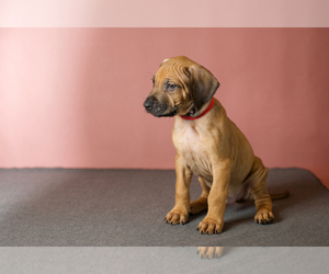 Rhodesian Ridgeback Puppy for sale in ARLINGTON, WA, USA