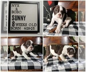 Olde English Bulldogge Puppy for sale in PINE VILLAGE, IN, USA