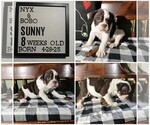 Image preview for Ad Listing. Nickname: Sunny