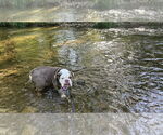 Small #1 Bulldog