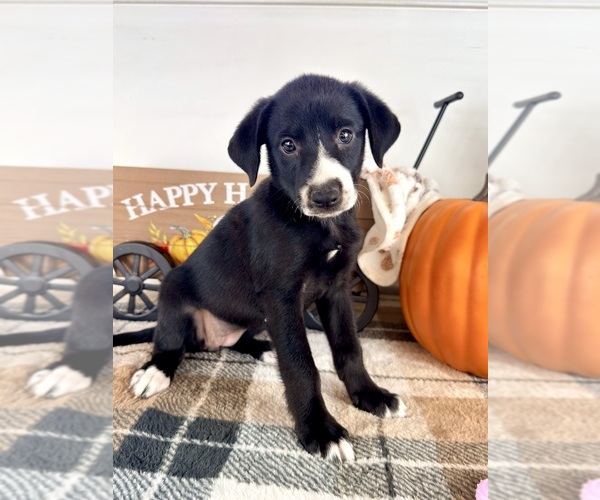 Medium Photo #5 Border Collie Puppy For Sale in GREENFIELD, IN, USA