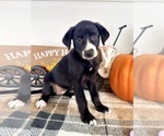 Small #4 Border Collie