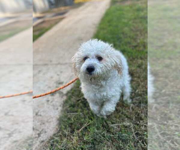 Medium Photo #3 Mutt Puppy For Sale in New York, NY, USA