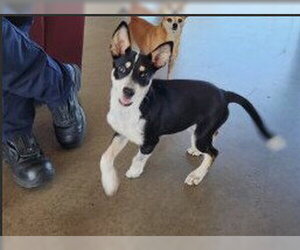 Gerberian Shepsky Dogs for adoption in Houston, TX, USA