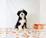 Braxton - Male Bernedoodle (Miniature) Puppy for Sale - Photo #5