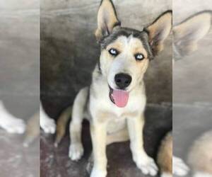 Sharberian Husky Puppy for sale in JACKSONVILLE, FL, USA