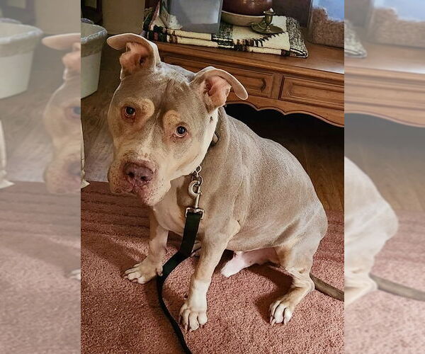 Medium Photo #27 Staffordshire Bull Terrier-Unknown Mix Puppy For Sale in Mount Laurel, NJ, USA