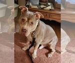Small #26 Staffordshire Bull Terrier Mix