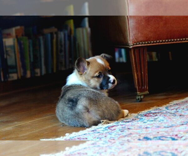 Medium Photo #2 Pembroke Welsh Corgi Puppy For Sale in FAIR GROVE, MO, USA