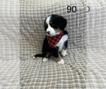 Small Photo #1 Bernese Mountain Dog Puppy For Sale in ARGONNE, WI, USA