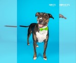 Small #2 Bull Terrier Mix