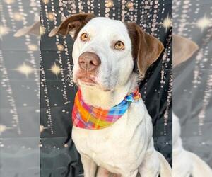 Mutt Dogs for adoption in Tulsa, OK, USA