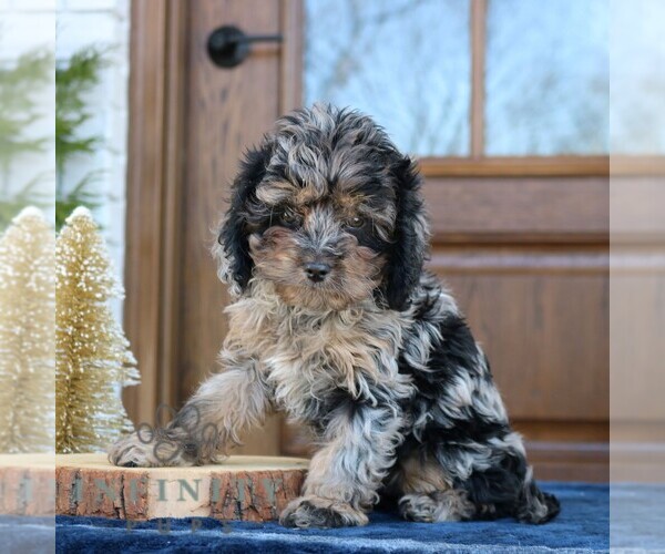 Medium Photo #4 Cavapoo (Miniature) Puppy For Sale in NARVON, PA, USA