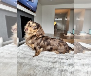 Father of the Dachshund puppies born on 12/10/2025