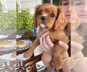 Cavalier King Charles Spaniel Puppy for sale in MOUNDS, OK, USA