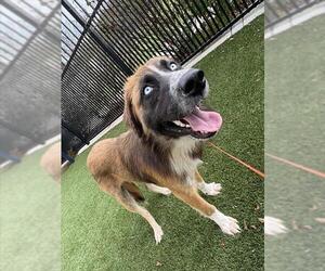 Australian Shepherd-Unknown Mix Dogs for adoption in Baytown, TX, USA