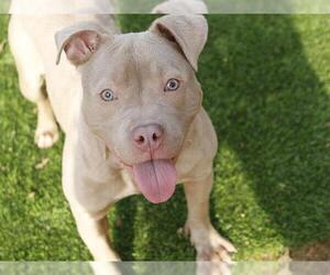 Staffordshire Bull Terrier-Unknown Mix Dogs for adoption in Tallahassee, FL, USA