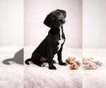 Small Labrador Retriever Mix