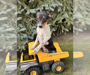 Rat Terrier Puppy for sale in MIDDLEBURY, IN, USA